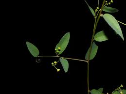 Image result for Helinus