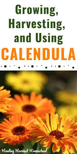 They are also popular in the medicinal world, due to their many impressive health benefits. How To Grow Harvest And Use Calendula Flowers In The Apothecary And Kitchen All Posts Healing Harvest Homestead Medicinal Herbs Harvest Calendula