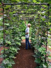 Vegetable Garden Design Diy Bean Trellis Gardenista Vegetable Garden Design Diy Gardening Design Diy Vertical Vegetable Gardens