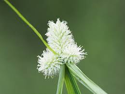 Image result for Kyllinga odorata