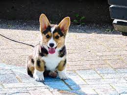 What Is The Lifespan Of A Corgi Album On Imgur