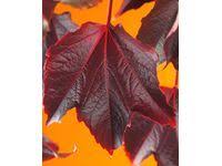 Obi Wilder Wein Grun Rot Hohe Ca 75 Cm Topf Ca 2 25 L Parthenocissus Veitchii Kletterpflanzen Pflanzenblatter Pflanzen