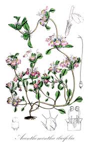 Image result for Achyrospermum schimperi