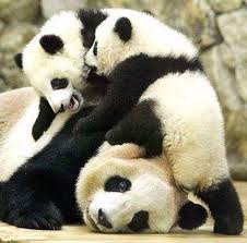 Pin By Renata Illes On Lovely Pandas Cute Panda Panda Bear Panda