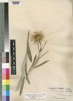 Image result for Berkheya zeyheri