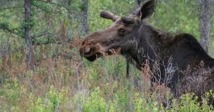 Maybe you would like to learn more about one of these? Restoring Moose Habitat The Nature Conservancy In Minnesota