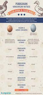 Walaupun hanya berbeda 20 gram, telur bebek mengandung dua kali lipat kalori. Infografik Perbedaan Kandungan Gizi Telur Ayam Dan Telur Bebek Kumparan Com