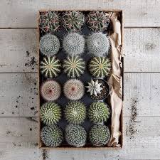 A thing that we can see our faces in. I M In Love With These Plants Succulents Cactus