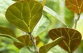 Pin On Indoor Gardening