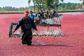 Die heimat der cranberry (vaccinium macrocarpon, kranichbeere, großfrüchtige moosbeere) ist der osten nordamerikas, wo sie wildwachsend auf den sandböden der küsten und in mooren vorkommt. Cranberry Ernte In Den Usa Im Heimischen Garten