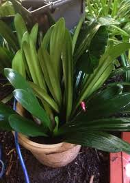 A mix made from composted pine bark is ideal. Clivia My Favourite Plant