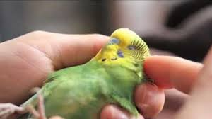 This Is A Story Of Our Very Special Pet Budgie Parakeet Boo She Was Injured When She Was A Year Old And Permanentl Muhabbet Kuslari Guzel Kuslar Hayvanlar