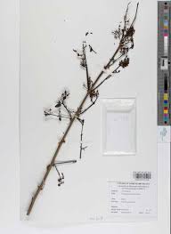 Image result for Combretum paniculatum