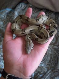 Baby Columbian Redtail Boa Winston Red Tail Boa Reptiles And Amphibians Snake