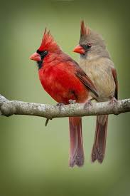 Bird Of The Month Bird Of The Month Northern Cardinal Animals Colorful Birds Beautiful Birds