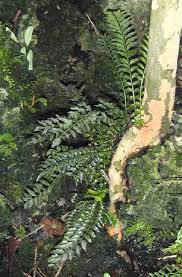 Image result for Lomariopsis