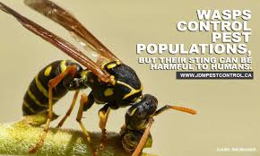 With sensible human management, it can help to do. Diy Remedies For Dealing With Wasps Jdm Pest Control