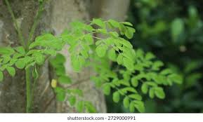 Image result for Moringaceae