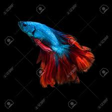 The chinese fighting fish (betta splendens), also known as the betta fish or just betta, is one of the most popular species of freshwater aquarium fish. Capture The Moving Moment Of Red Blue Siamese Fighting Fish Isolated Stock Photo Picture And Royalty Free Image Image 40973941