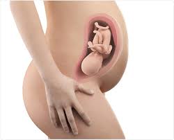 Your womb is part of your reproductive system and is where a baby develops if you get pregnant. How Much Should My Baby Move During Pregnancy