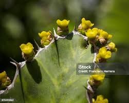 Image result for Euphorbia cooperi