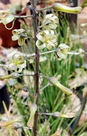 Image result for Drimia