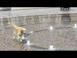 Available in several different colors, our architectural series dog & pet water fountains will make any dog park a great place for dogs to play. Dog Excitedly Runs Through Water Fountain Mid Street 1050305 Youtube