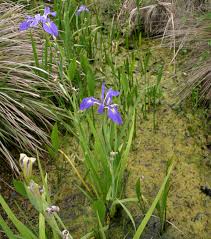 Check spelling or type a new query. Florida Native Plants Nursery