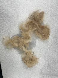 Image result for what do Mallophaga look like in dog fur
