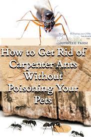 Nov 09, 2017 · the best method to get rid of carpenter ants is to use food grade diatomaceous earth. My Effective Step By Step Plan For Dealing With Carpenter Ants In Your Home Kill Ants Rid Of Ants Carpenter Ant