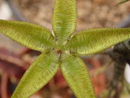 Image result for Ceropegia cimiciodora