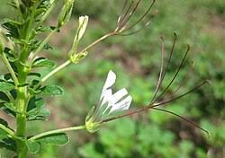 Image result for Cleome gynandra