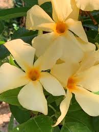 Image result for dipladenie žlutá obrázek