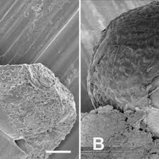 Image result for Humularia bequaertii