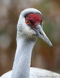 Bird With Red Neck And Head Sandhill Crane Common Birds Pet Birds Bird