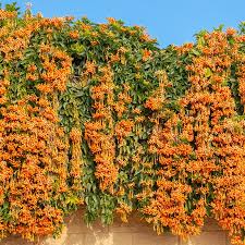 Image result for Pyrostegia