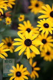 Beautiful Black And Yellow Flowers Rudbeckia Fulgida Var Deamii Black Eyed Susan Charming Daisy Like Orange Yellow Flowers With Prominent Cone Shaped Black Eyed Susan Plants Winter Plants