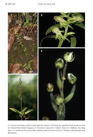 Image result for Habenaria petitiana