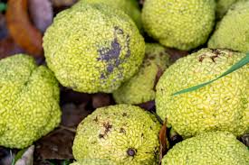 Image result for Maclura africana