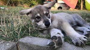 Ihren ursprung hat sie aus der kreuzung vom saarlooswolfhund und einem weißen schäferhund. Startseite Wolfshundetrekking