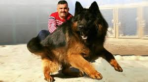 Find images of puyuh jerman. 10 Ultimate Shepherd Dog Breeds Youtube