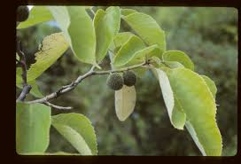 Image result for Broussonetia