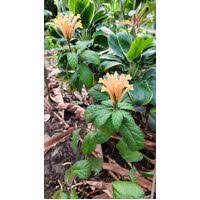 Image result for Rothmannia longiflora