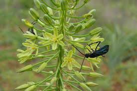 Image result for Albuca virens