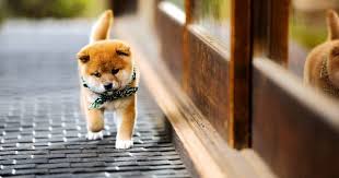 mamesuke 柴犬 お犬様 ペット 犬