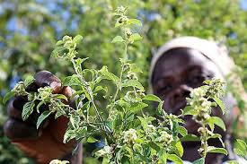 Image result for Lippia javanica