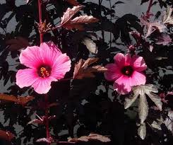 Maybe you would like to learn more about one of these? Plant Of The Month Mahogany Splendor Hibiscus West Hawaii Today