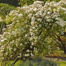 My husband grew up in the house we know own. Kletterrosen Schneiden So Wird S Gemacht Mein Schoner Garten