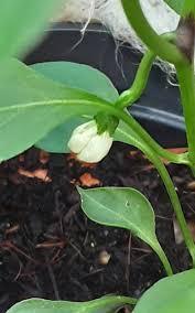 Image result for Capsicum frutescens