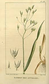 Image result for Digitaria remotigluma